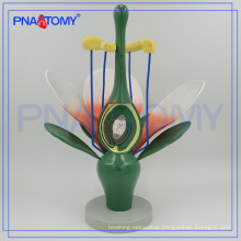 PNT-0836-1 enlarged biological Dicot flower model